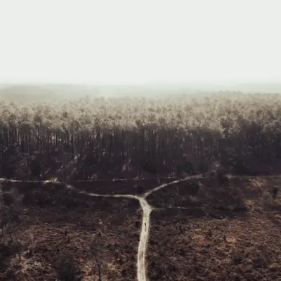 Forêt des Landes-Hossegor