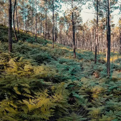 Forêt naturelle à Hossegor dans les Landes