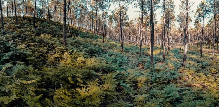 Forêt naturelle à Hossegor dans les Landes